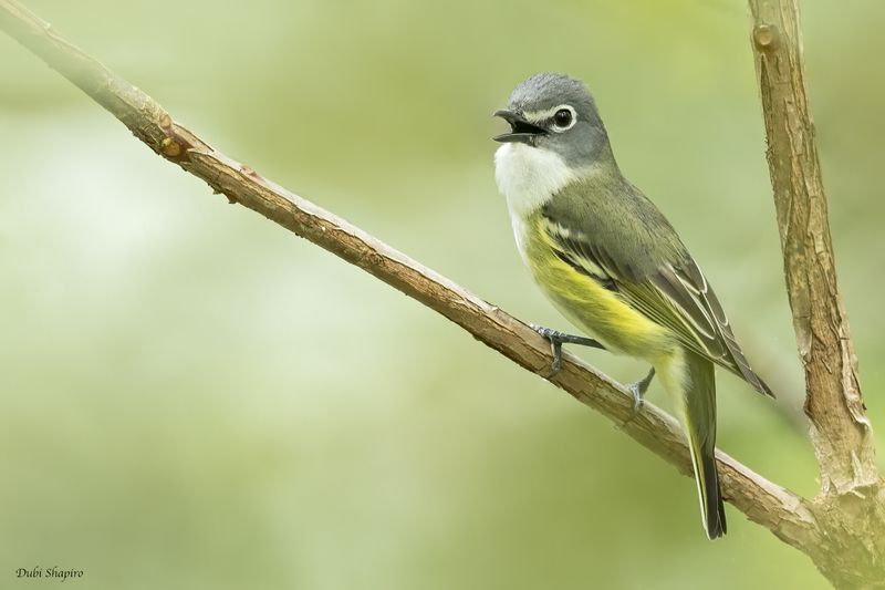 Blue-headed Vireo 