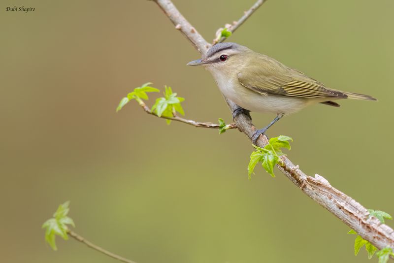 Red-eyed Vireo
