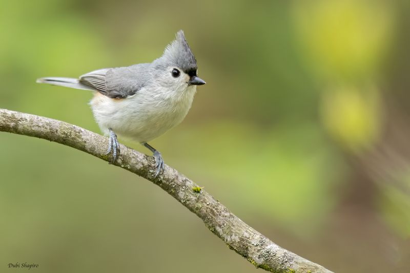 Tufted Titmouse 