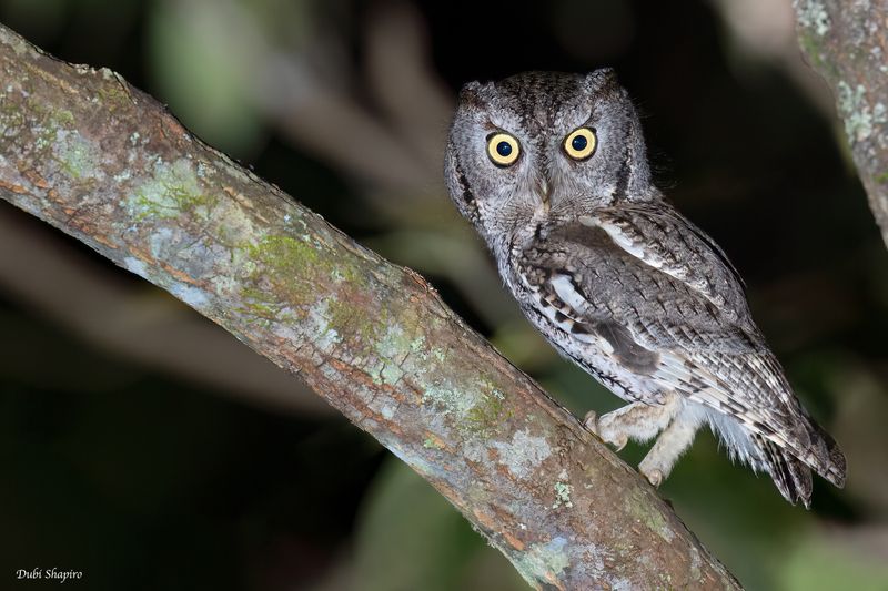 Eastern Screech Owl