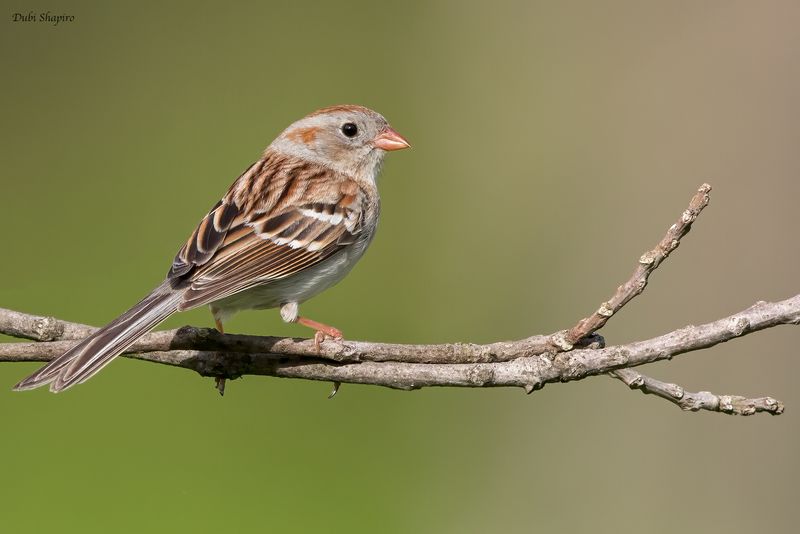 Field Sparrow