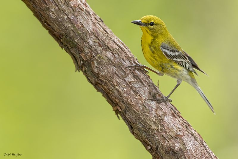 Pine Warbler 