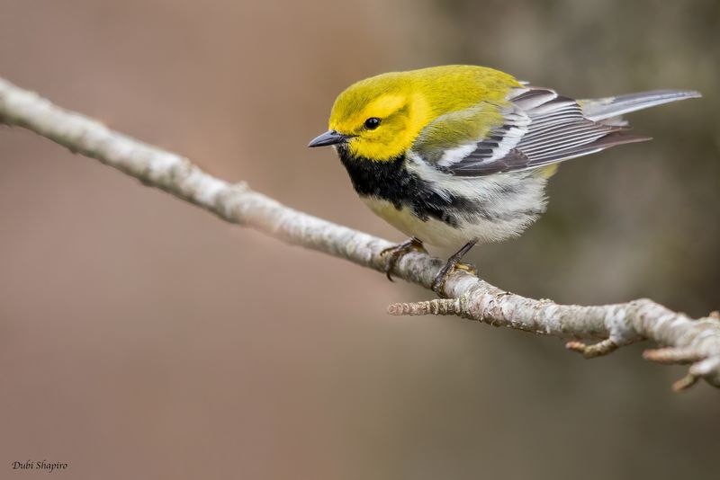  Black-throated Green Warbler 