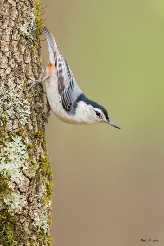 White-breasted Nuthatch