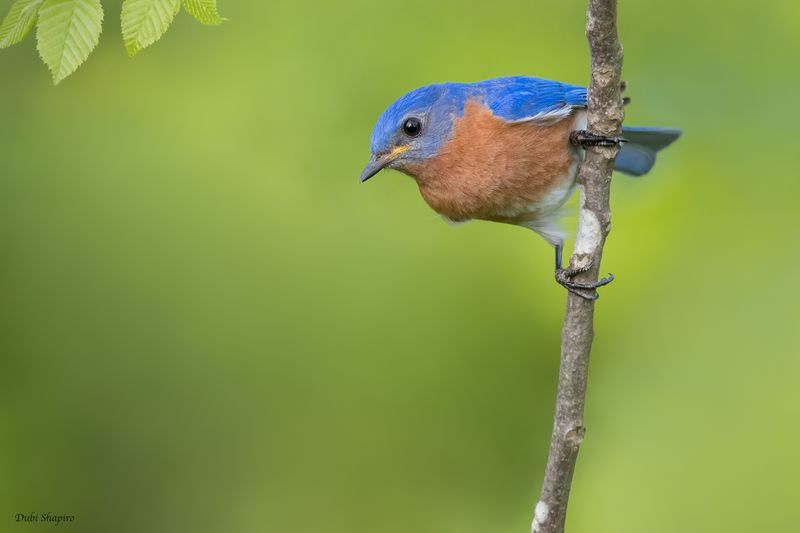 Eastern Bluebird 
