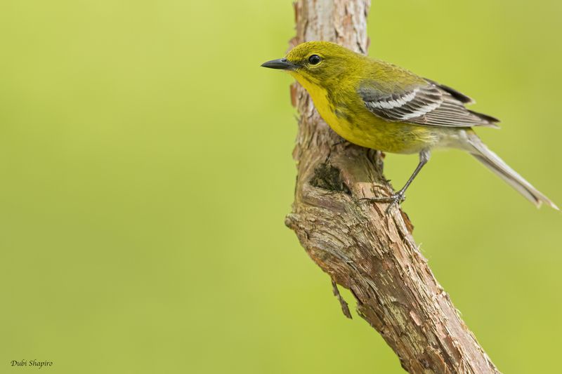 Pine Warbler 