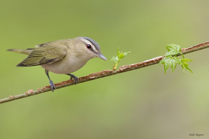 Red-eyed Vireo 