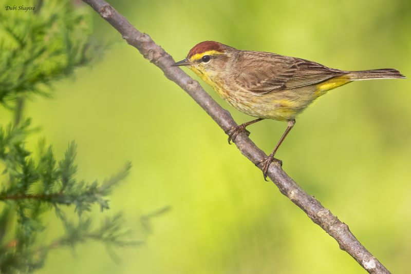 Palm Warbler
