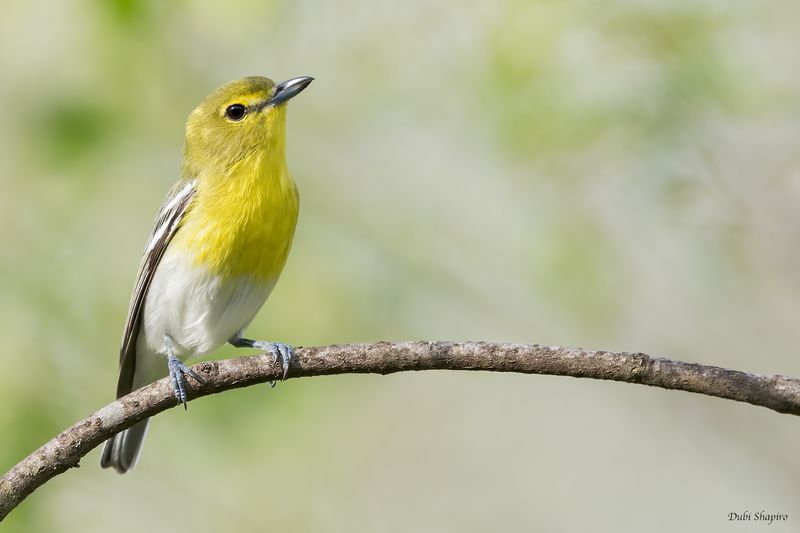 Yellow-throated Vireo