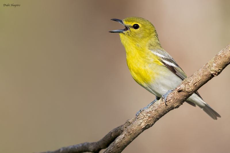 Yellow-throated Vireo 