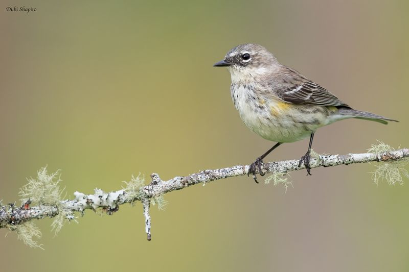 Myrtle Warbler