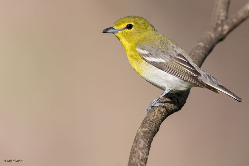 Yellow-throated Vireo 