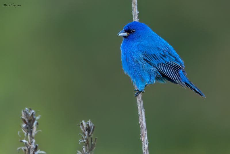 Indigo Bunting 