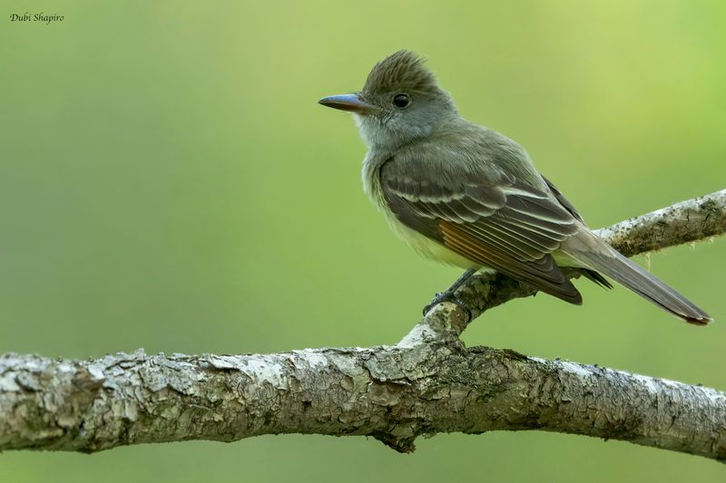 Great Crested Flycatcher
