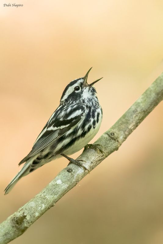 Black-and-white Warbler