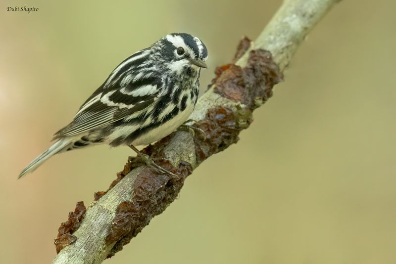 Black-and-white Warbler 