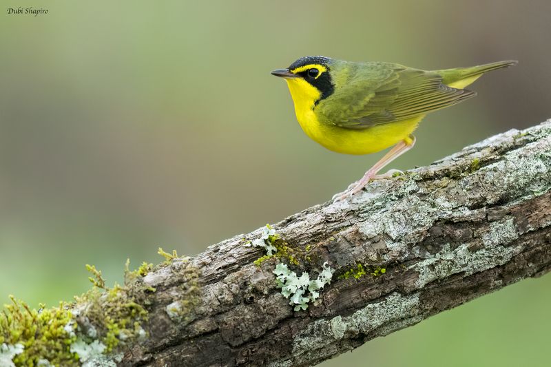Kentucky Warbler 