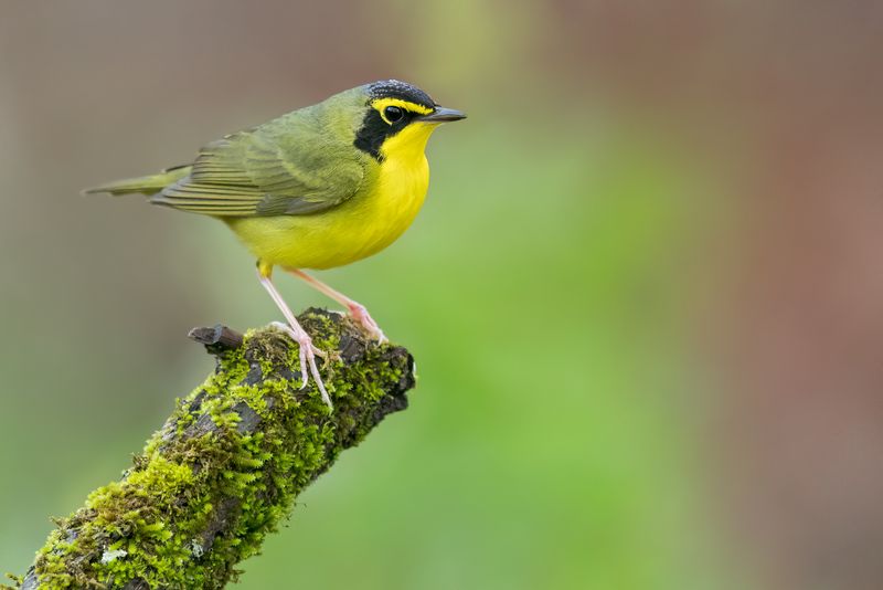 Kentucky Warbler 