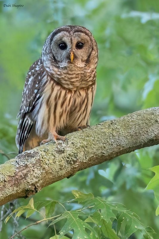 Barred Owl