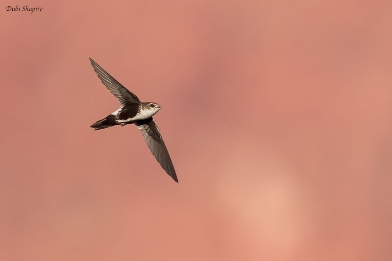 White-throated Swift