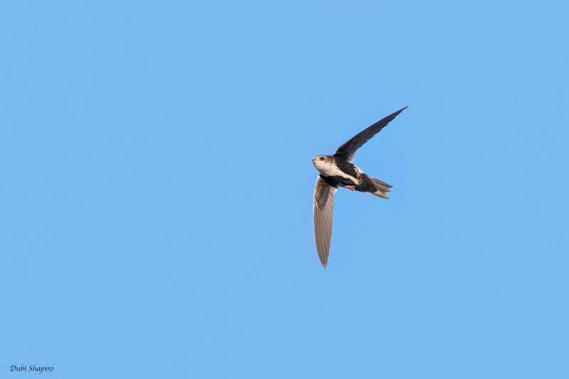 White-throated Swift 
