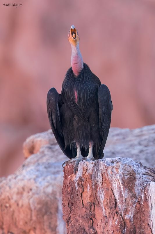California Condor 