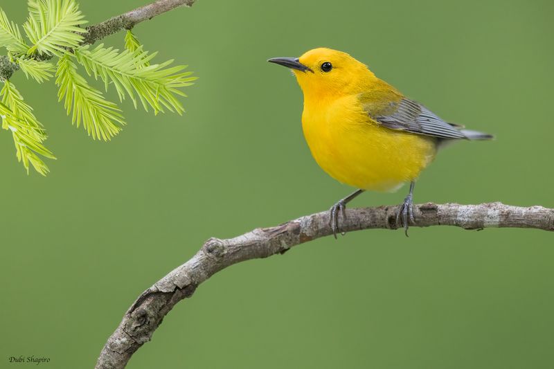Prothonotary Warbler 