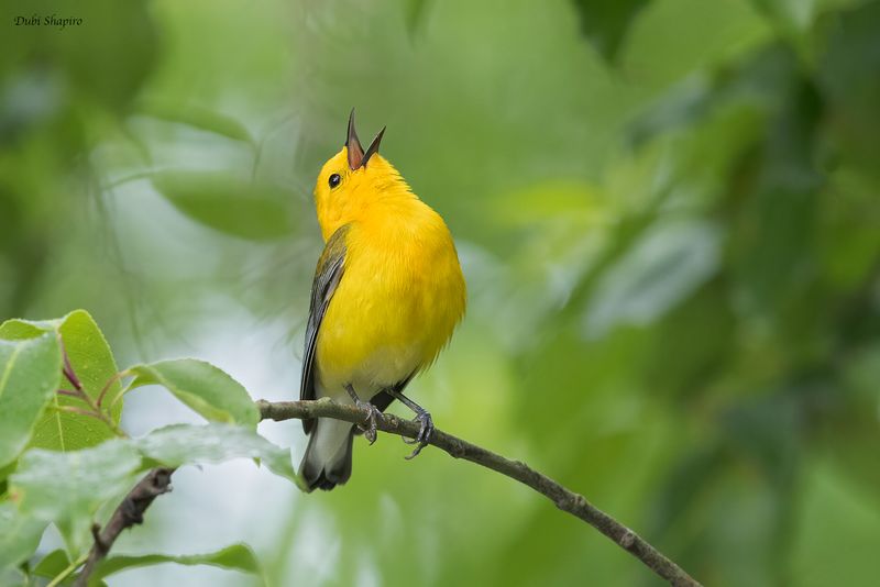 Prothonotary Warbler 