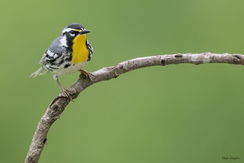 Yellow-throated Warbler