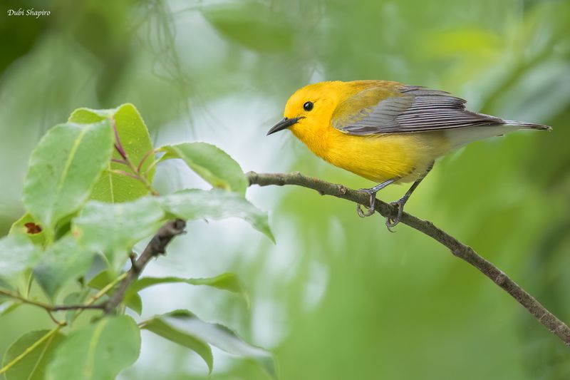Prothonotary Warbler 