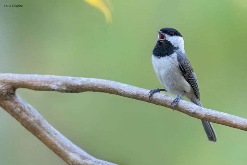 Carolina Chickadee