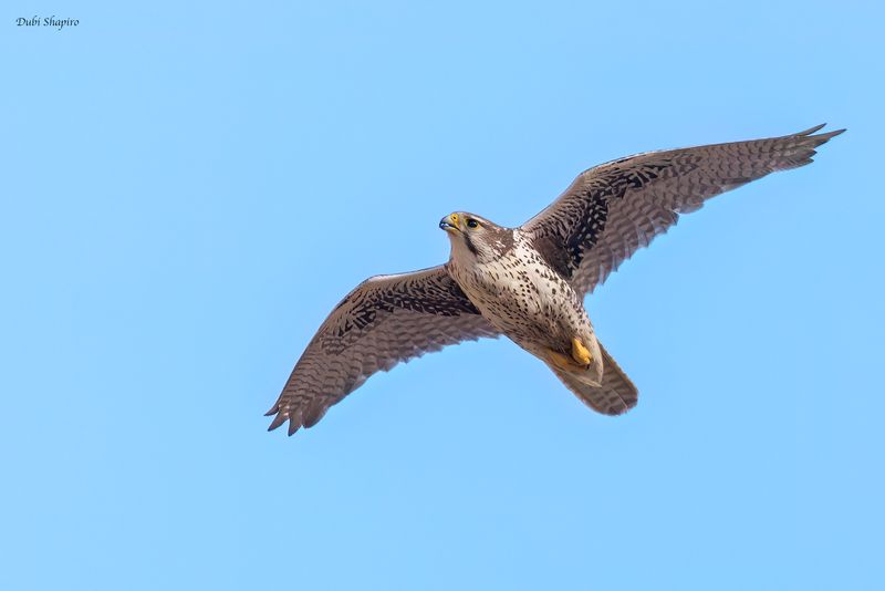 Prairie Falcon