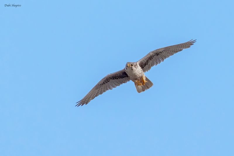 Prairie Falcon 