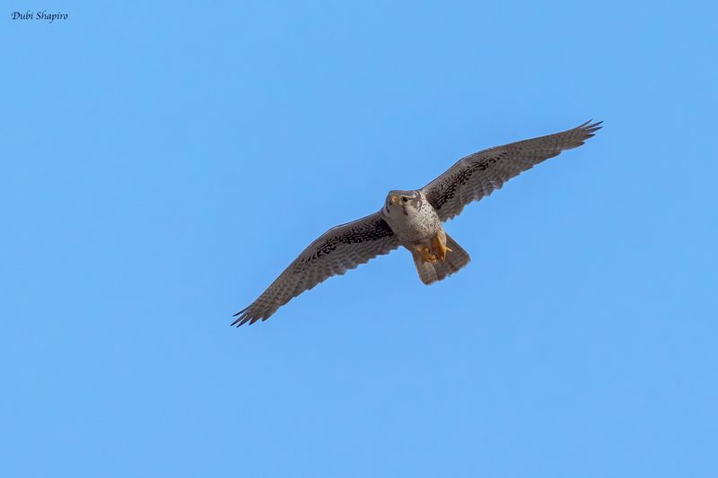 Prairie Falcon 