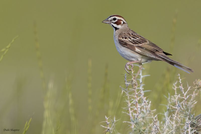 Lark Sparrow 