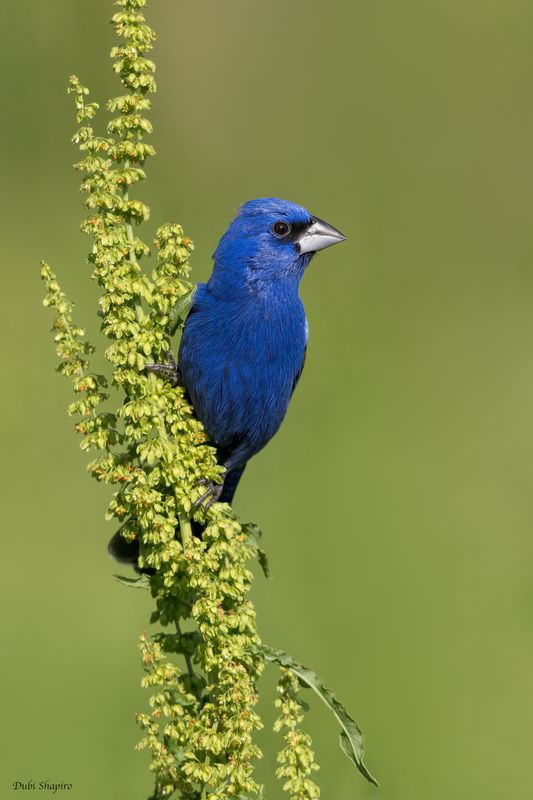 Blue Grosbeak 