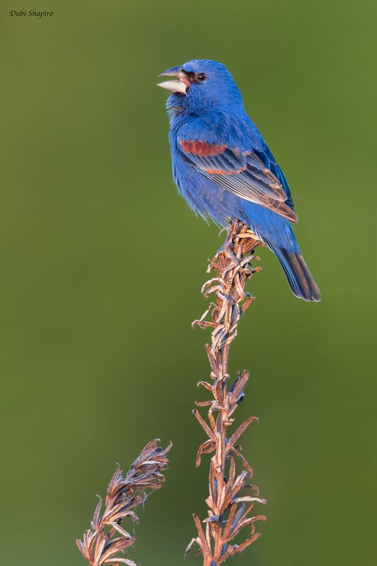 Blue Grosbeak 