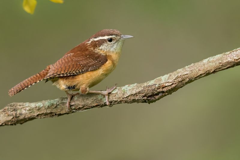 Carolina Wren
