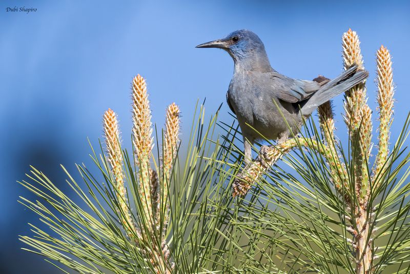 Pinyon Jay