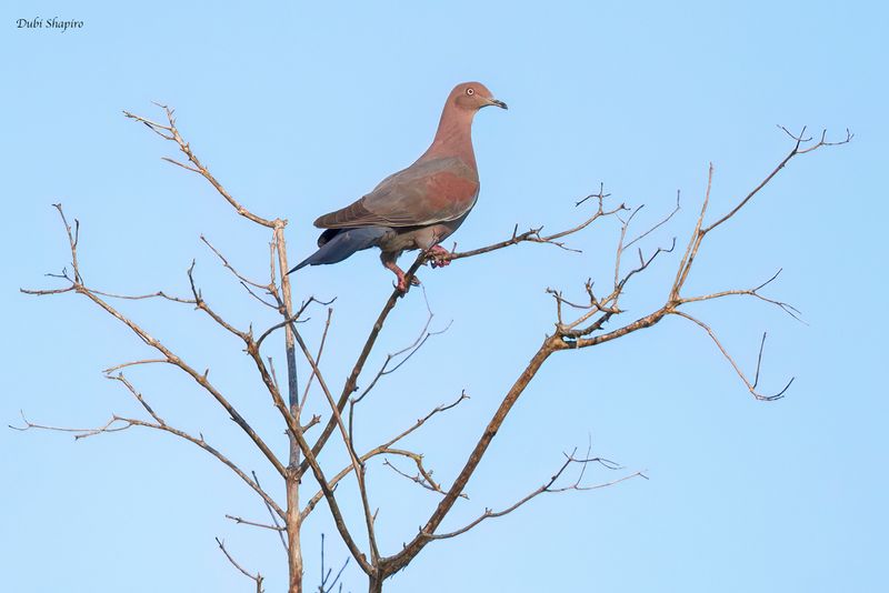 Plain Pigeon