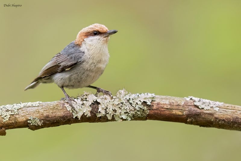 Brown-headed Nuthatch 