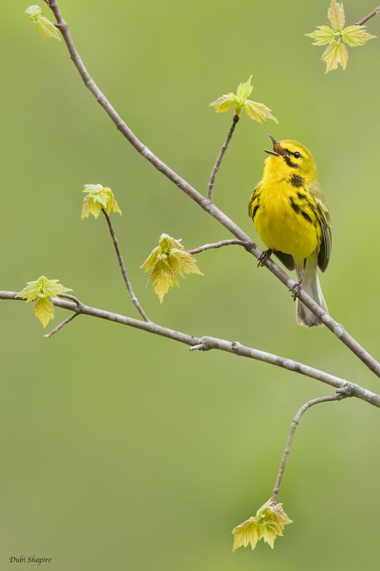 Prairie Warbler 