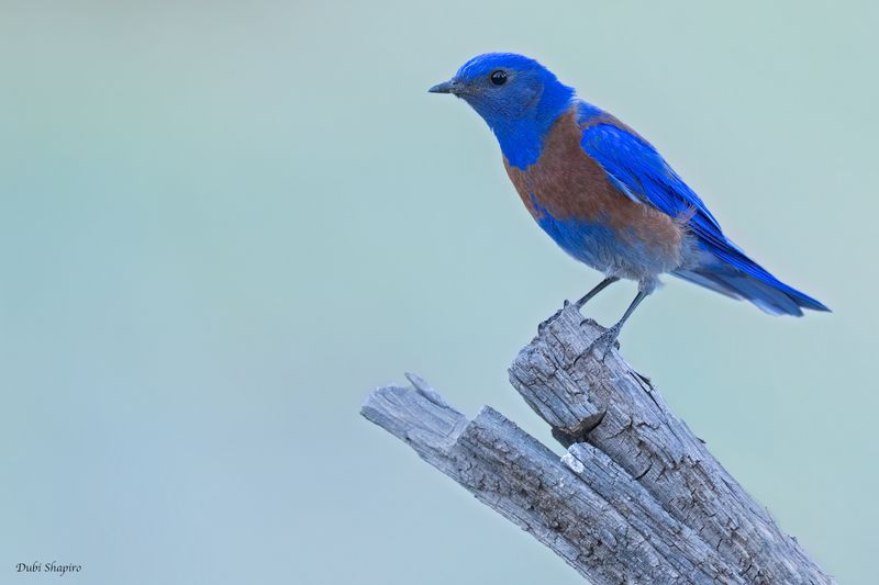 Western Bluebird