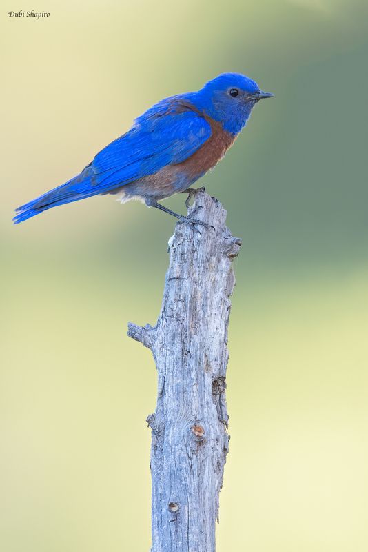 Western Bluebird 