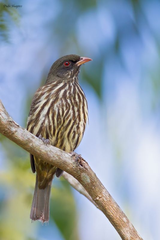 Palmchat 