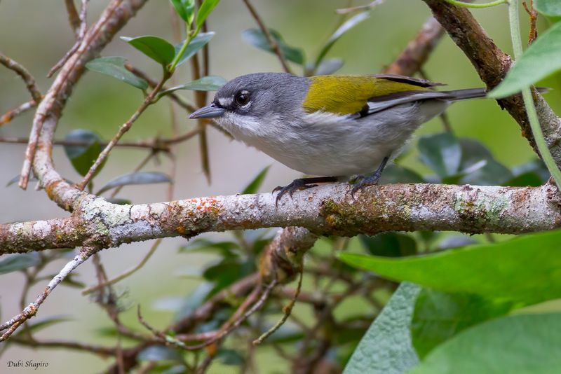 White-winged Warbler 