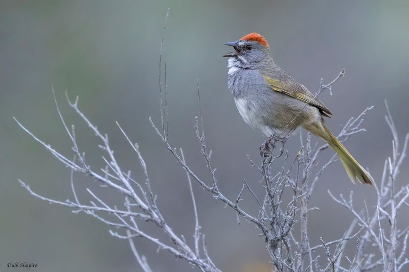 Green-tailed Towhee 