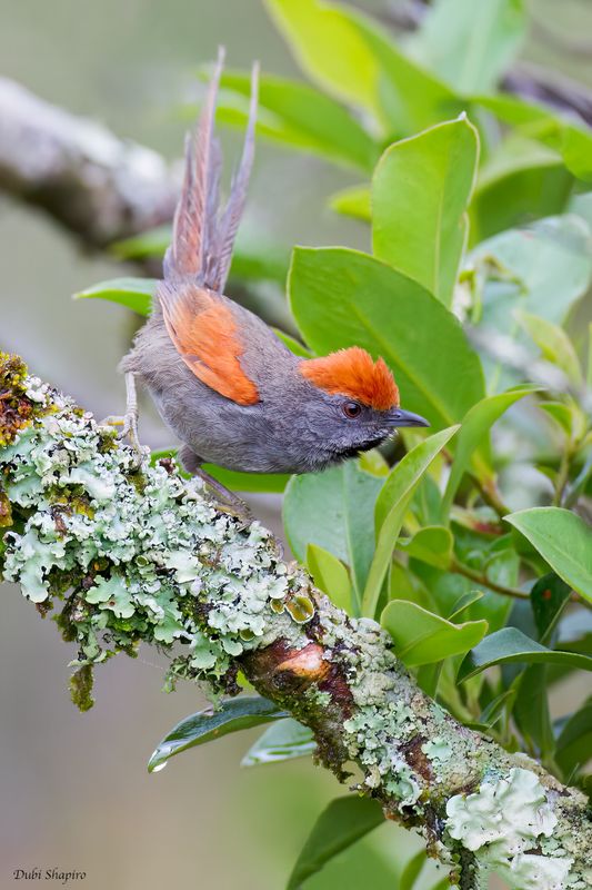 Spixs Spinetail