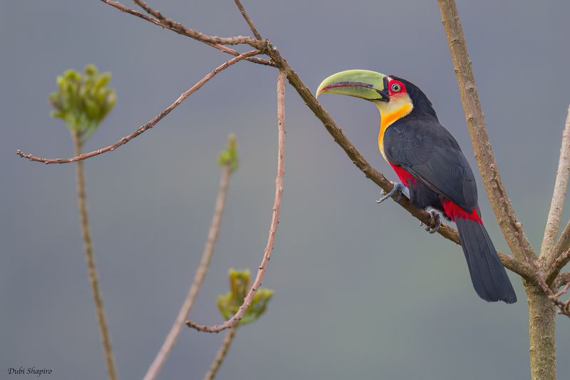 Red-breasted Toucan