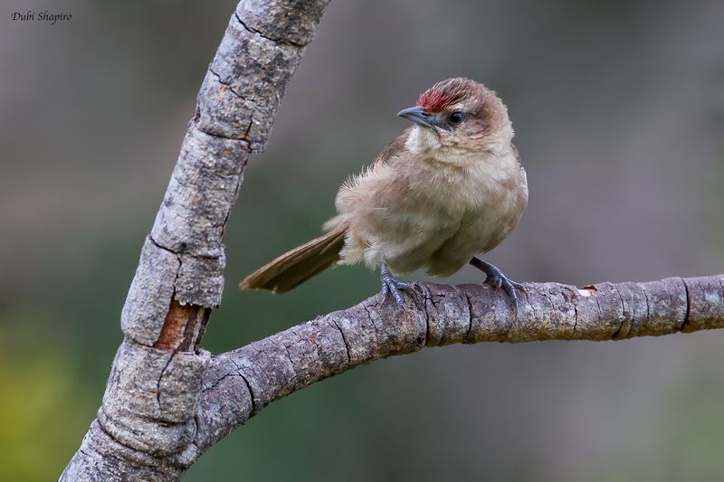 Rufous-fronted Thornbird